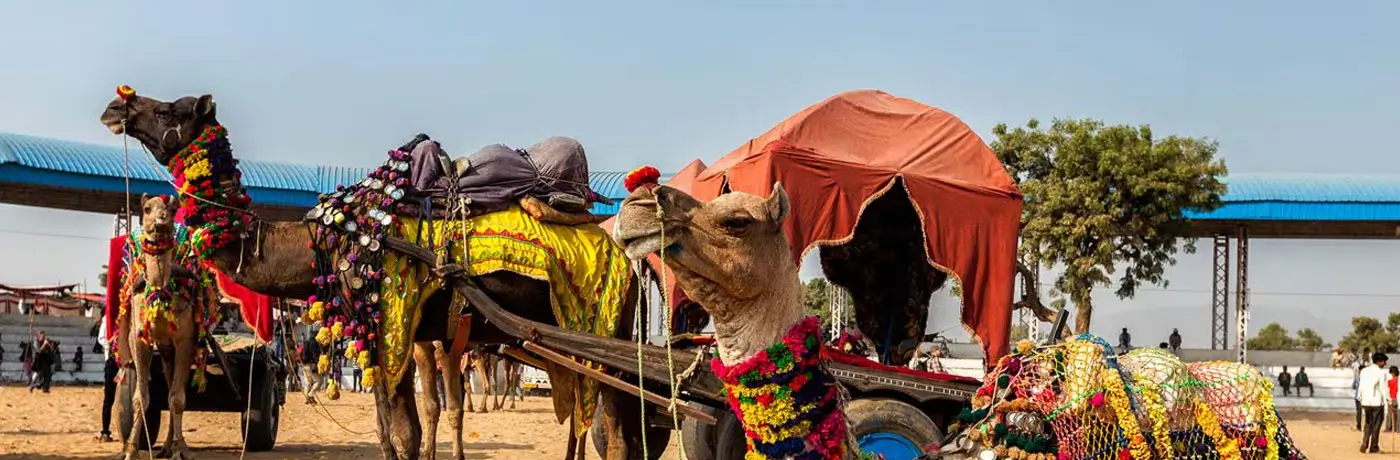 Bikaner Camel Festival celebration with decorated camels at fair site
