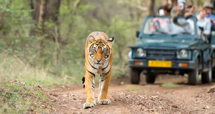 India Tiger Safari Private Tour
