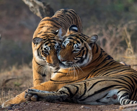 Ranthambore