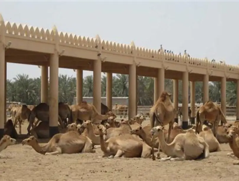 National Research Centre on Camel