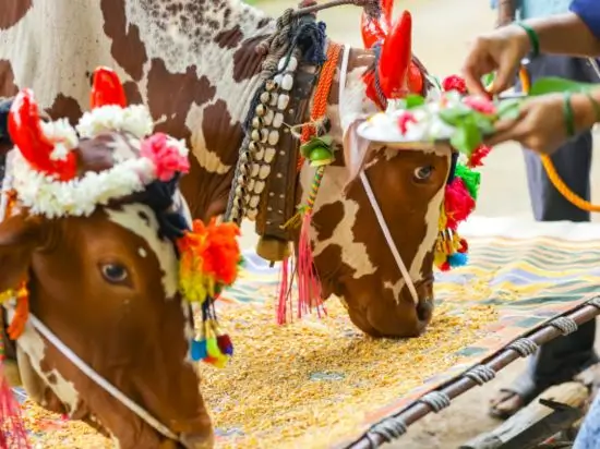 Nagaur Cattle Fair Tour | Rajasthan Festival Packages