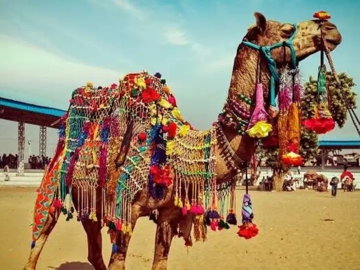 pushkar-camel-fair-in-india