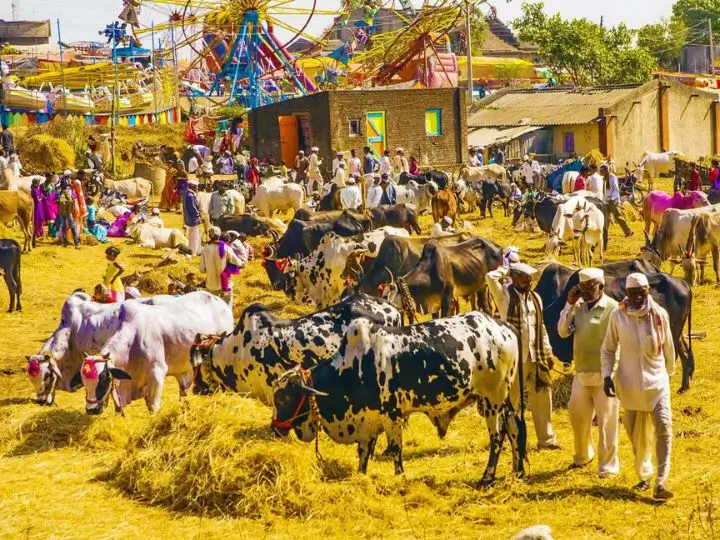 nagaur-cattle-fair-rajasthan
