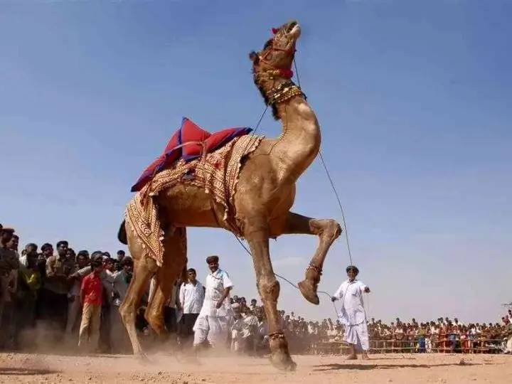 nagaur-cattle-fair-rajasthan