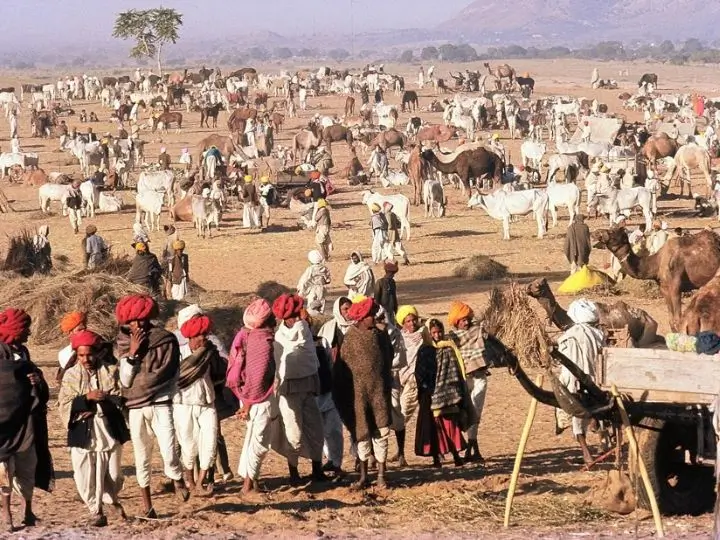 nagaur-cattle-fair-rajasthan
