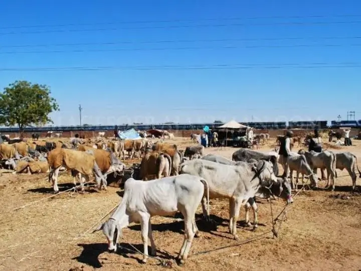 nagaur-cattle-fair-rajasthan