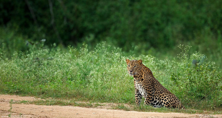 South India Wildlife Tour