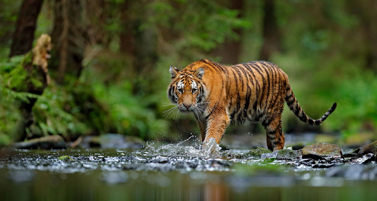 Rajasthan Cultural and Wildlife Tour