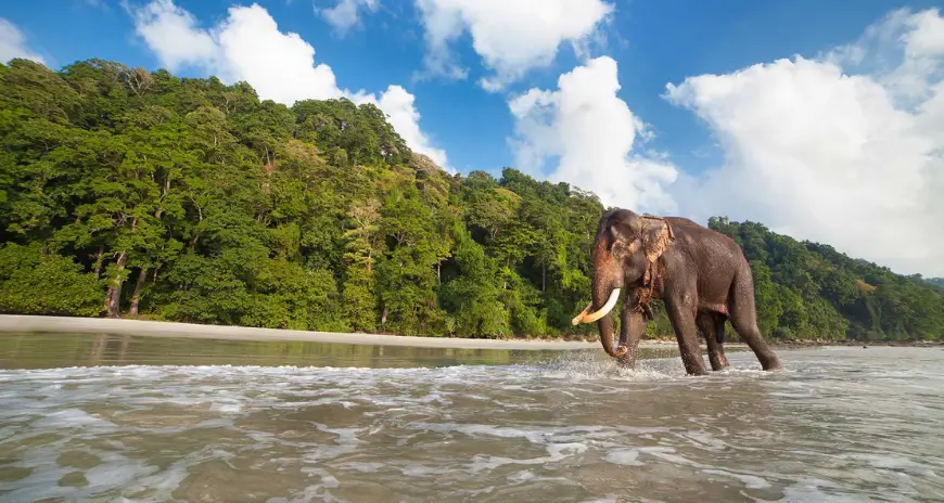 Elephant walking on beach in Kerala