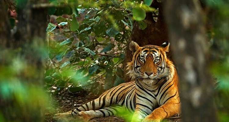 Golden Triangle Tour With Wildlife Itinerary, Golden Triangle Tour & Travel Pcckage