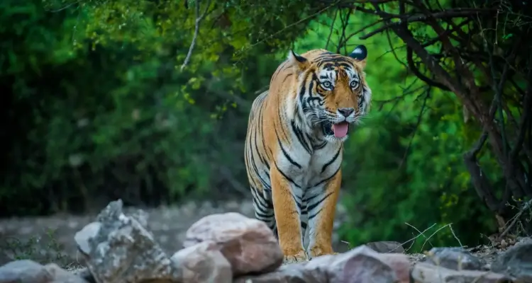 Ranthambore tiger safari
