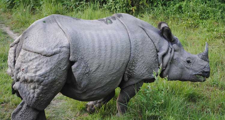 India Nepal Wildlife Tour