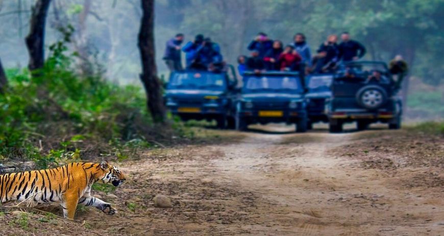 Luxury India Wildlife Safari Tour