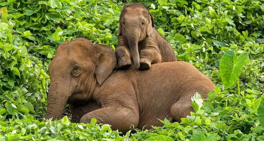 Kerala elephant wildlife