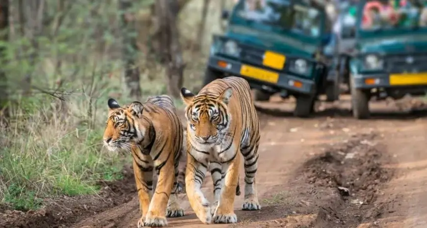 Tiger safari with two tigers on a forest trail