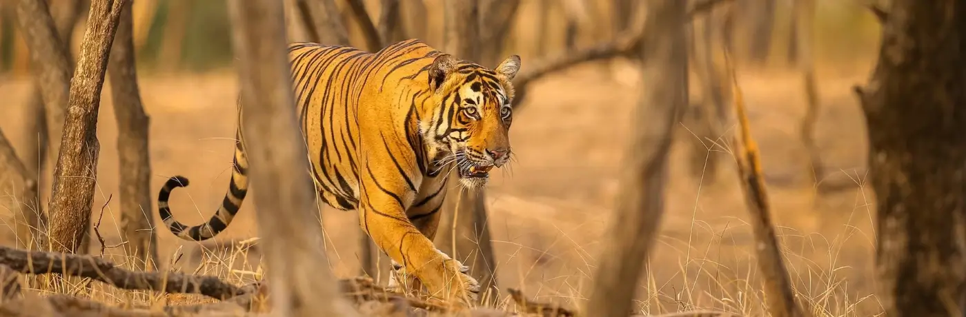 Rajasthan trip, Places to Visit in Rajasthan, Rajasthan Tourism.