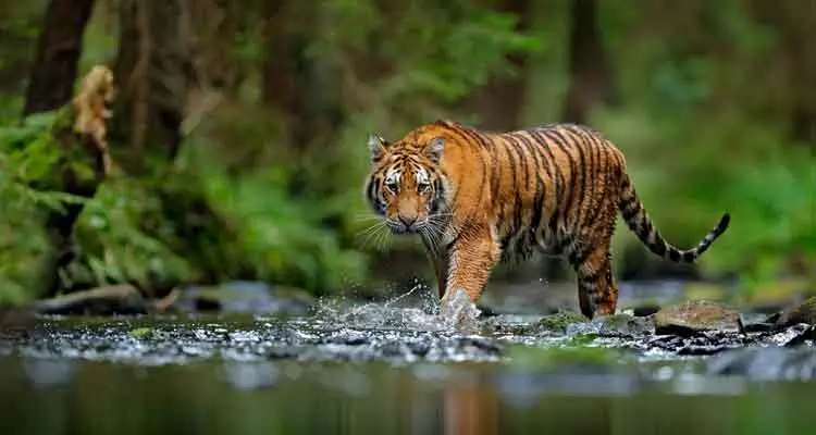 Ranthambore Tiger safari
