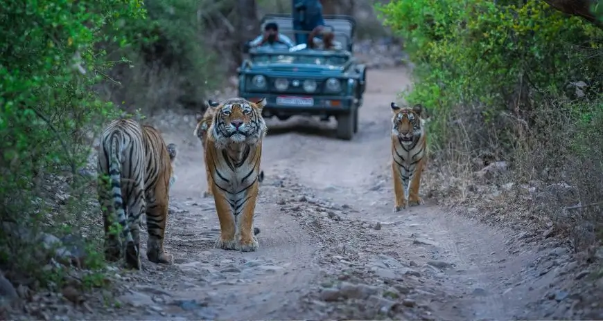 Gay Golden Triangle and Ranthambore Tour