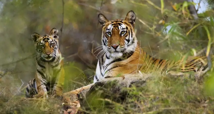 Tiger and cub in the Indian jungle