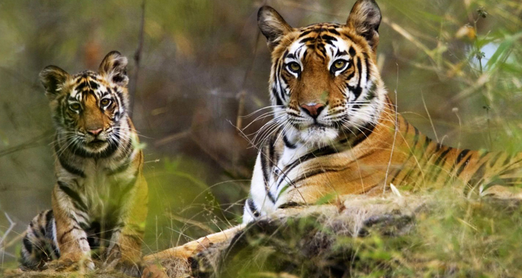 8 Days India Tiger Tour