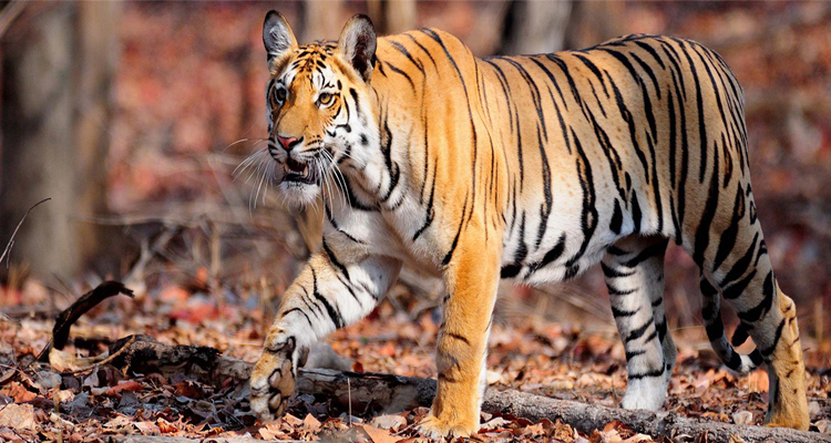 7 Days India Tiger Tour