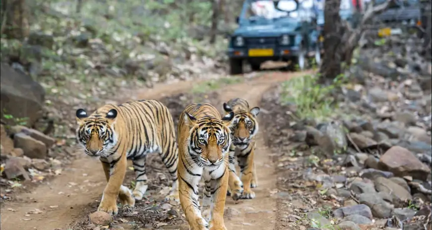 Ranthambore tiger safari
