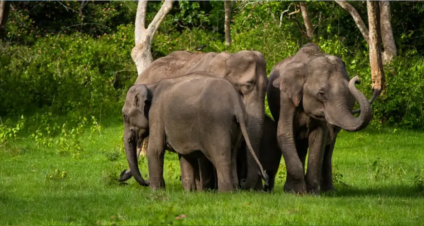 Wild elephants in Karnataka forest