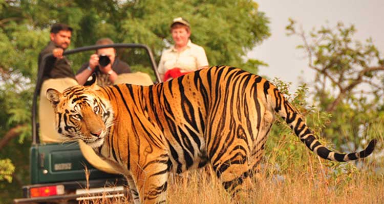 Golden Triangle tour with Ranthambore, Golden Triangle Tour with Tiger Safari
