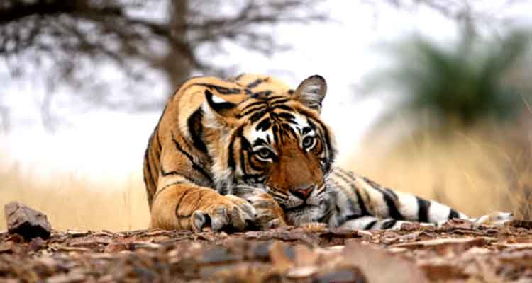 Golden Triangle Tour with Ranthambore | 8 Days Package Ranthambore