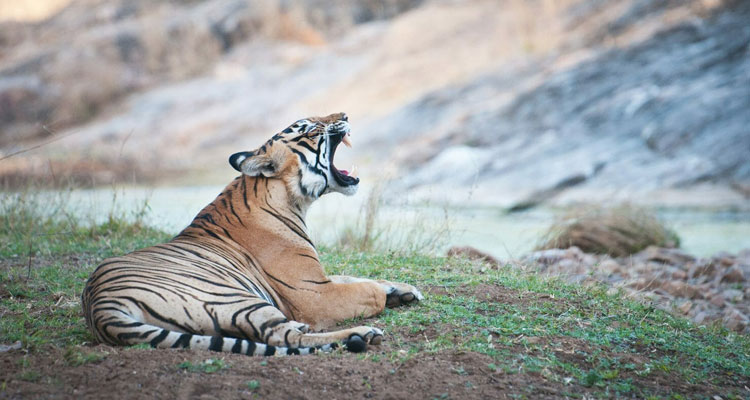 Oberoi Golden Triangle with Ranthambore Tigers