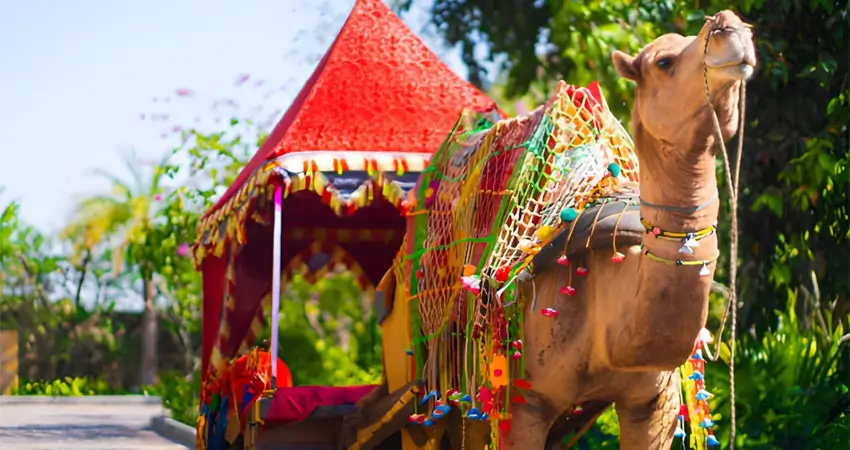 Camel Pushkar Fair Festival
