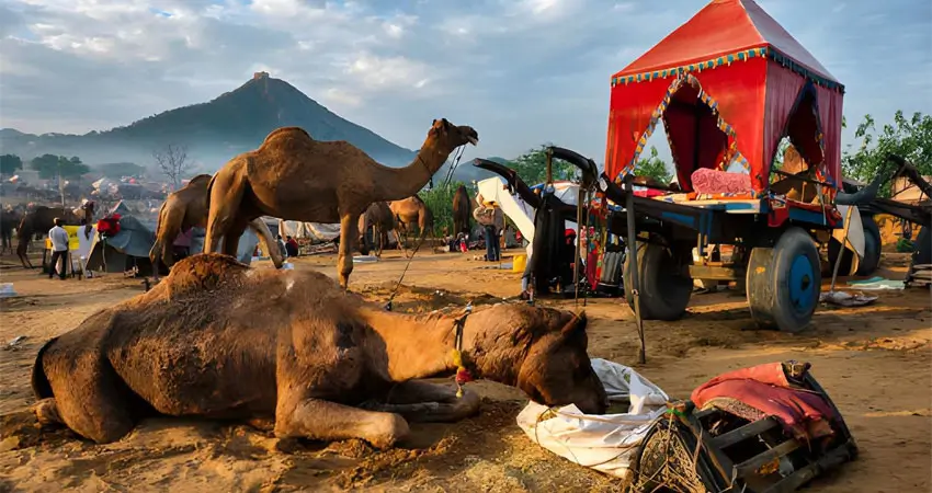 Camels Pushkar Fair