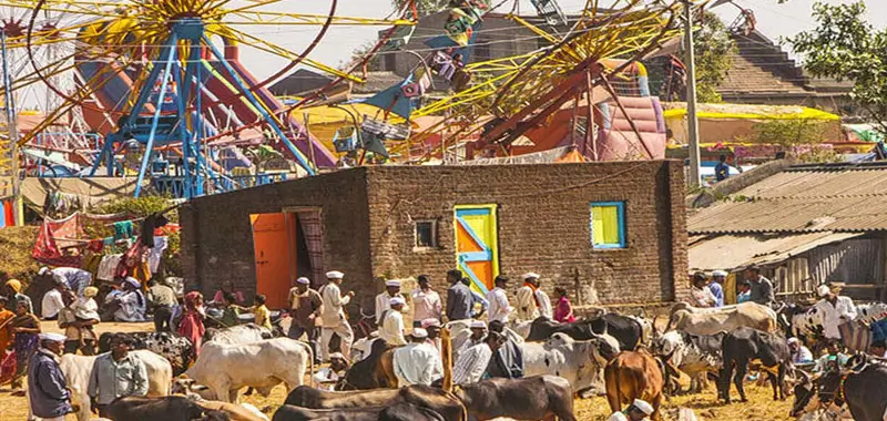 The-Chandrabhaga-Cattle-Fair