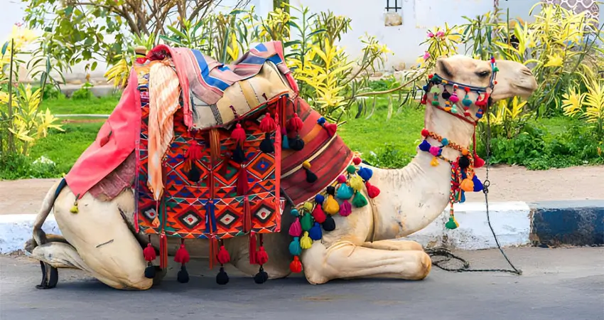 The Pushkar Fair Festival